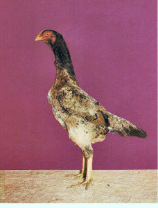 O-Shamo Hen